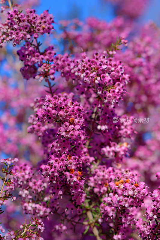 Erica cananaliculata / Channeled Heath /靶心设计Erica / Janome Erica